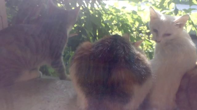 Кошки рады теплому дню смотреть онлайн