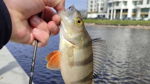 ГОРОДСКОЙ МОРМЫШИНГ С SUB ZERO🔥🔥🔥 #спиннинг