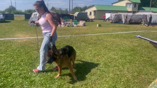 ЮНИОРЫ СУКИ ДШ / КЧК КОТЛАС 26 июля`25 А.Буйнова Моно немецких овчарок