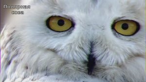 Будни полярной совы. Документальный фильм