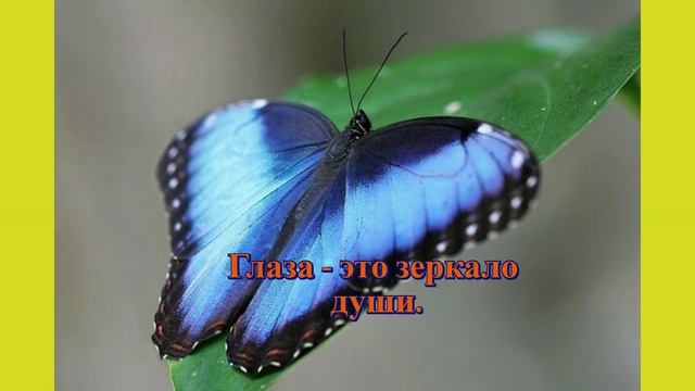 Глаза их полны заката,  Сердца их полны рассвета.