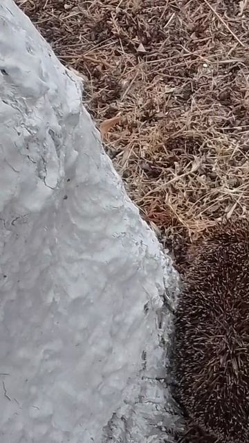 Ёжик! смотреть онлайн