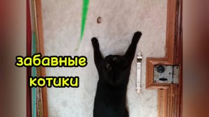 Забавные котики.