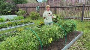 Профилактическая обработка томатов от болезней.