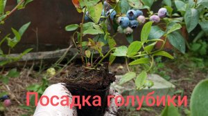 Посадка голубики. Тонкости и нюансы.