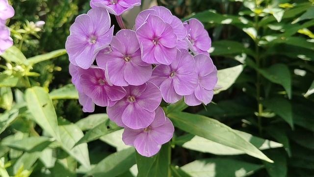 Флокс 'Сандро Боттичелли' селекции Ю. А. Репрева в нашем саду 2025 смотреть онлайн