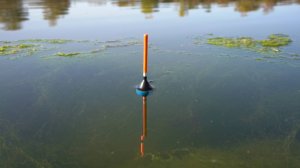 Прикормил место и подошли Рыжепёрые Батоны. Рыбалка