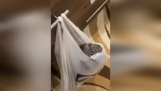 Кошки. Попробуйте не засмеяться😂