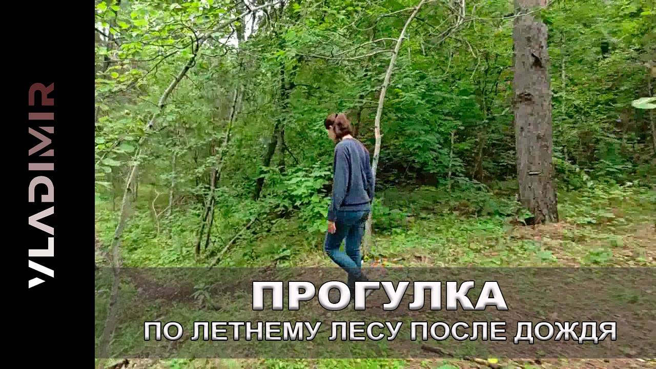 Прогулка по летнему лесу после дождя.