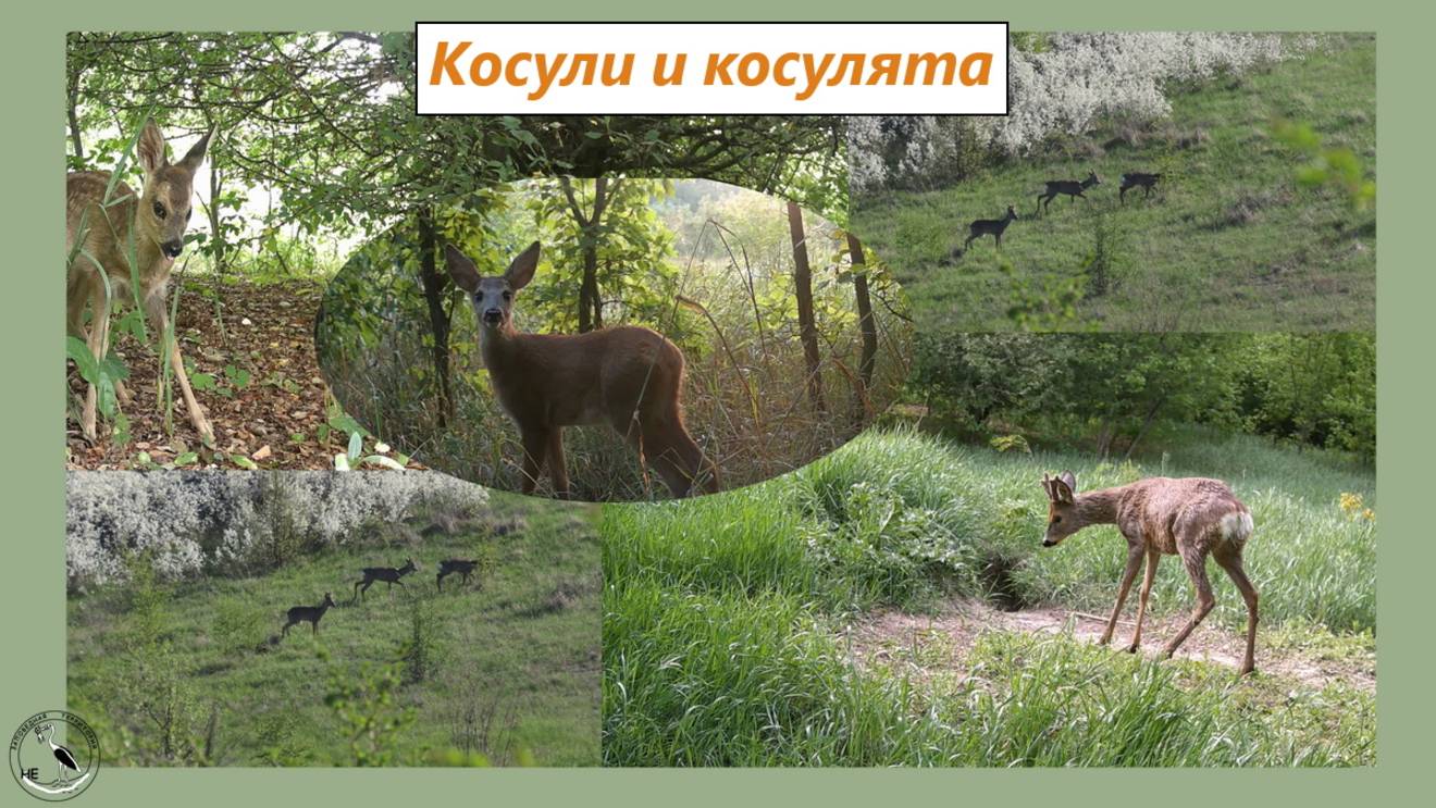 Косули: где живут, что едят, как растут косулята. Голос косули (лай) смотреть онлайн