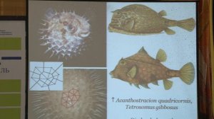 Лекция Юрия Войтеховского «О структурах, проникающих в мироздание фуллерены»