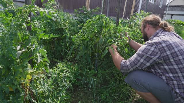 Сибирское утро Обход урожая ПОДВАЛ ИЛЬИЧА смотреть онлайн