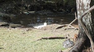 Если хочешь почесать,чешись