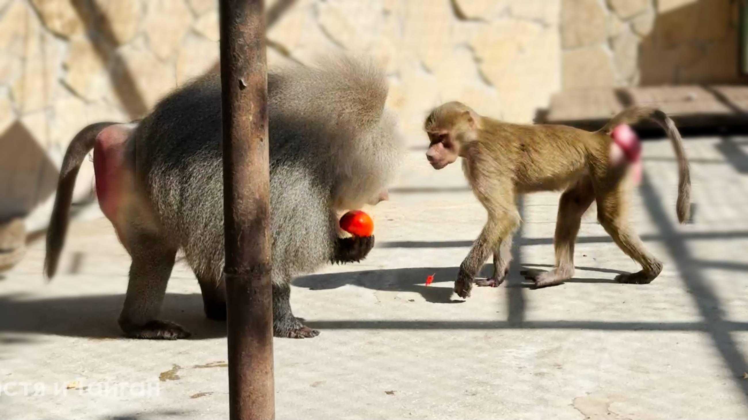 Люся любит помидоры из щек Елисея - самые вкусные! С такими щеками можно прокормить большой гарем! смотреть онлайн