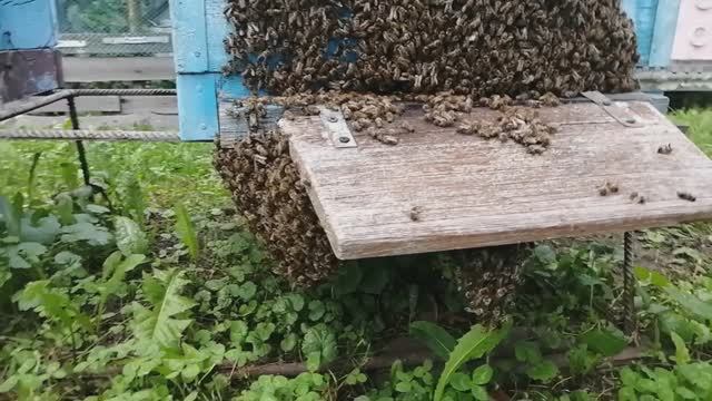 Взяток закончился-работа пчёл на обсушке рамок и вытопка воска парогенератором смотреть онлайн