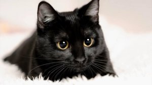 Черная кошка