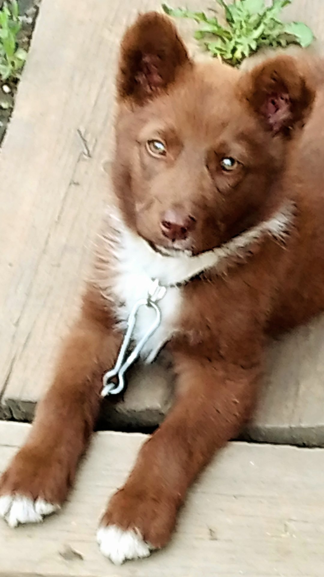 Мишка и Максик в детстве.Любимые животные. смотреть онлайн