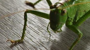 Одноногий тарантул