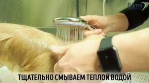 Применение шампуня и бальзама Iv San Bernard Traditional Line Банан для среднего типа шерсти