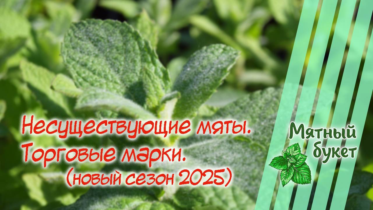 Несуществующие мяты. Торговые марки. Новый сезон 2025
