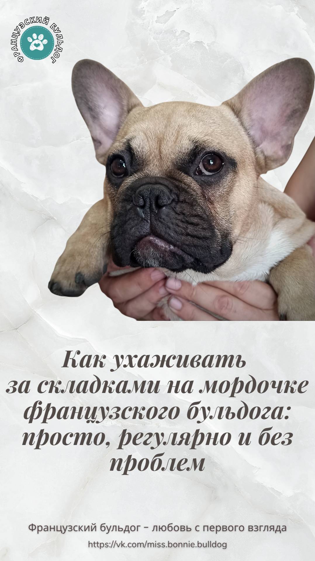 Как ухаживать за складками на мордочке французского бульдога: просто, регулярно и без проблем
