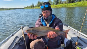 И тут, клюнул паровоз.