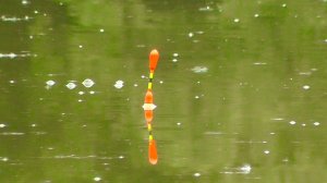 Ловля карпа на поплавок и фидер. Поклевки крупным планом!!!