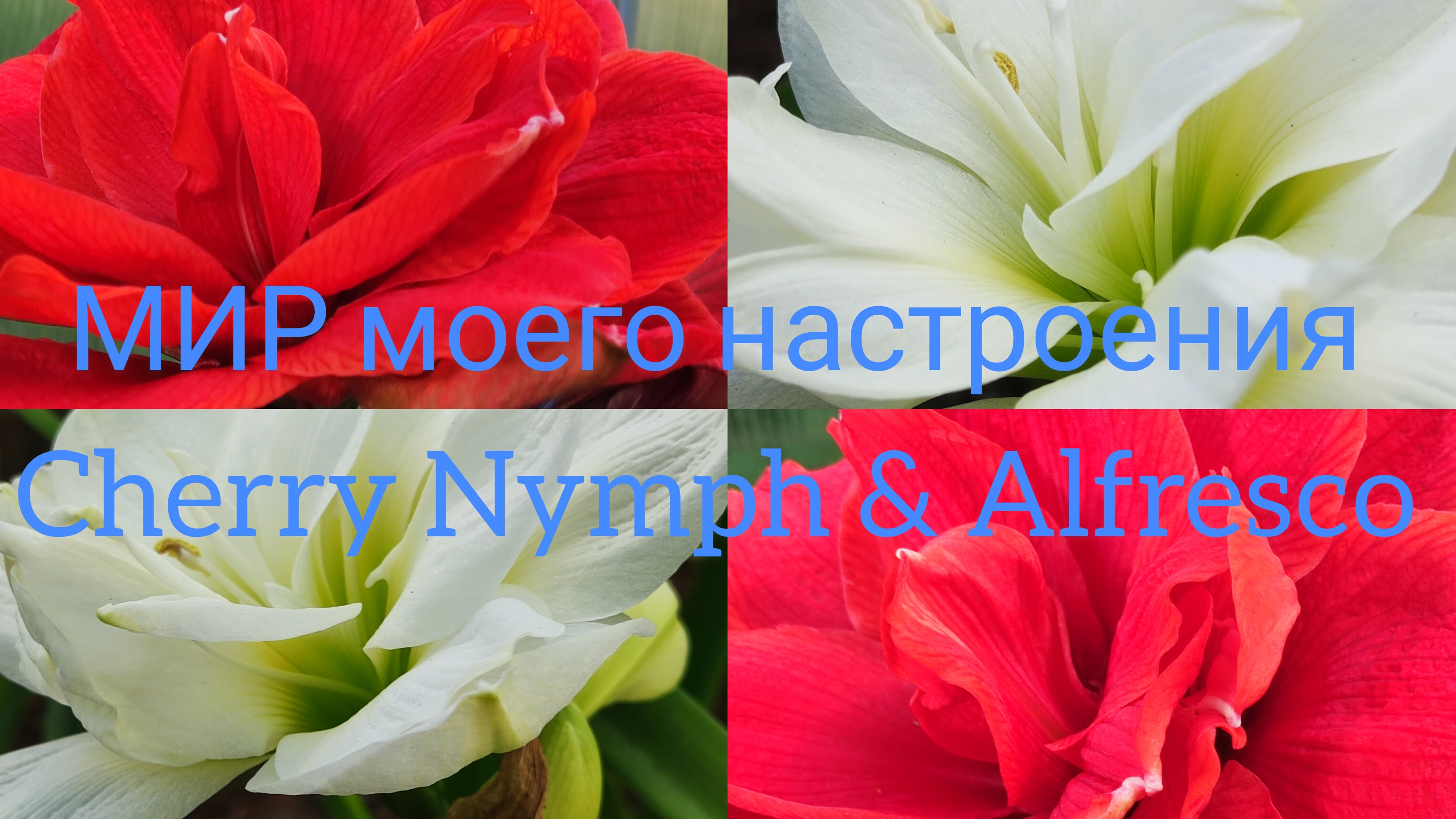 02.08.25 Гиппеаструм Черри Нимф и Альфреско, цветение в теплице смотреть онлайн