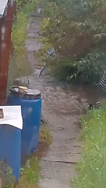 ДОЖДЬ ВСЁ ЗАТОПИЛО смотреть онлайн