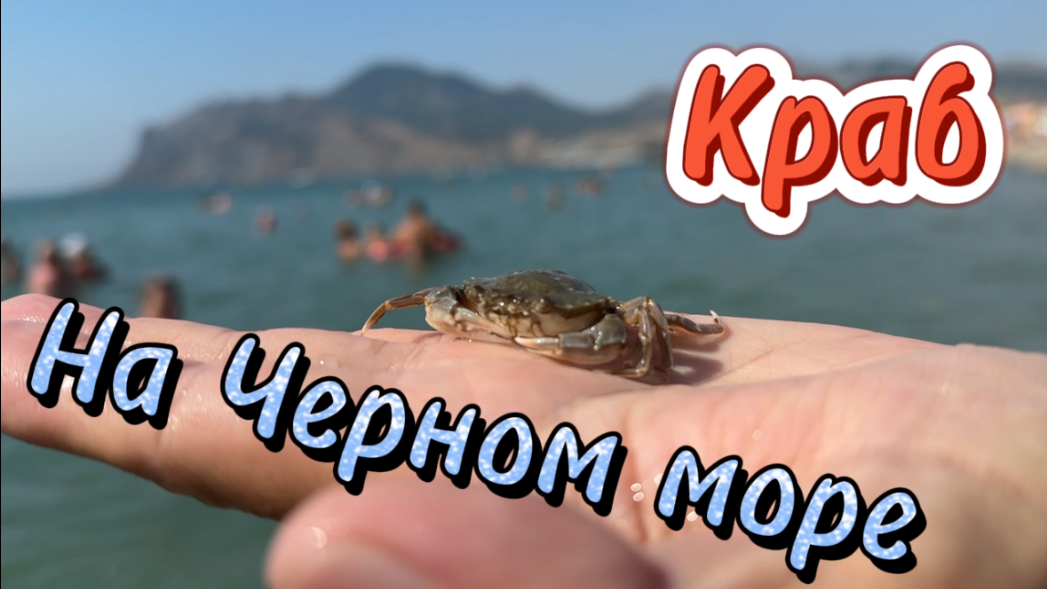 Краб в Черном море! Неожиданная находка на пляже в Коктебеле #Крым 5 августа 2025 смотреть онлайн