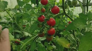 БОЛЬШОЙ ОБЗОР СОРТОВ ПОМИДОРОВ/ТОМАТОВ С ТЕПЛИЦЕ! РАЗОЧАРОВАНИЕ ОТ НЕКОТОРЫХ СОРТОВ ТОМАТОВ #томаты