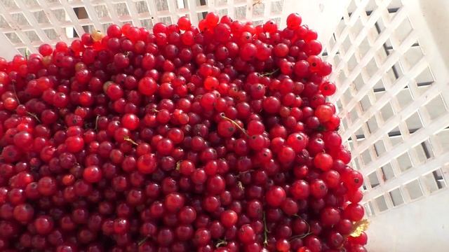 Урожай красной смородины