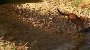 Вот почему Волки не связываются с РОСОМАХОЙ! Бесстрашный комок ЯРОСТИ!