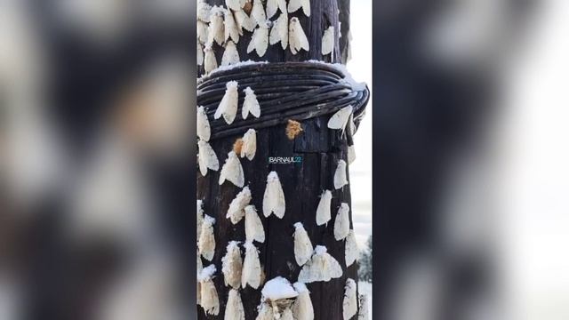 Августовский снег на Семинском перевале смотреть онлайн