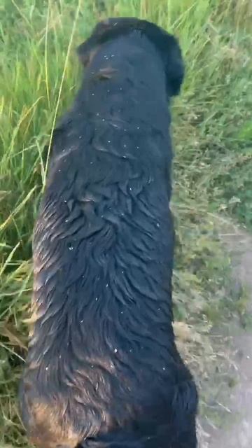 Мопеды сериал | Серия 1133