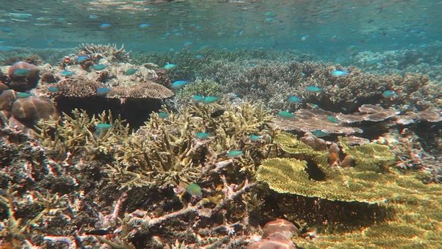 Raja Ampat Snorkeling Pulau Koh 2025