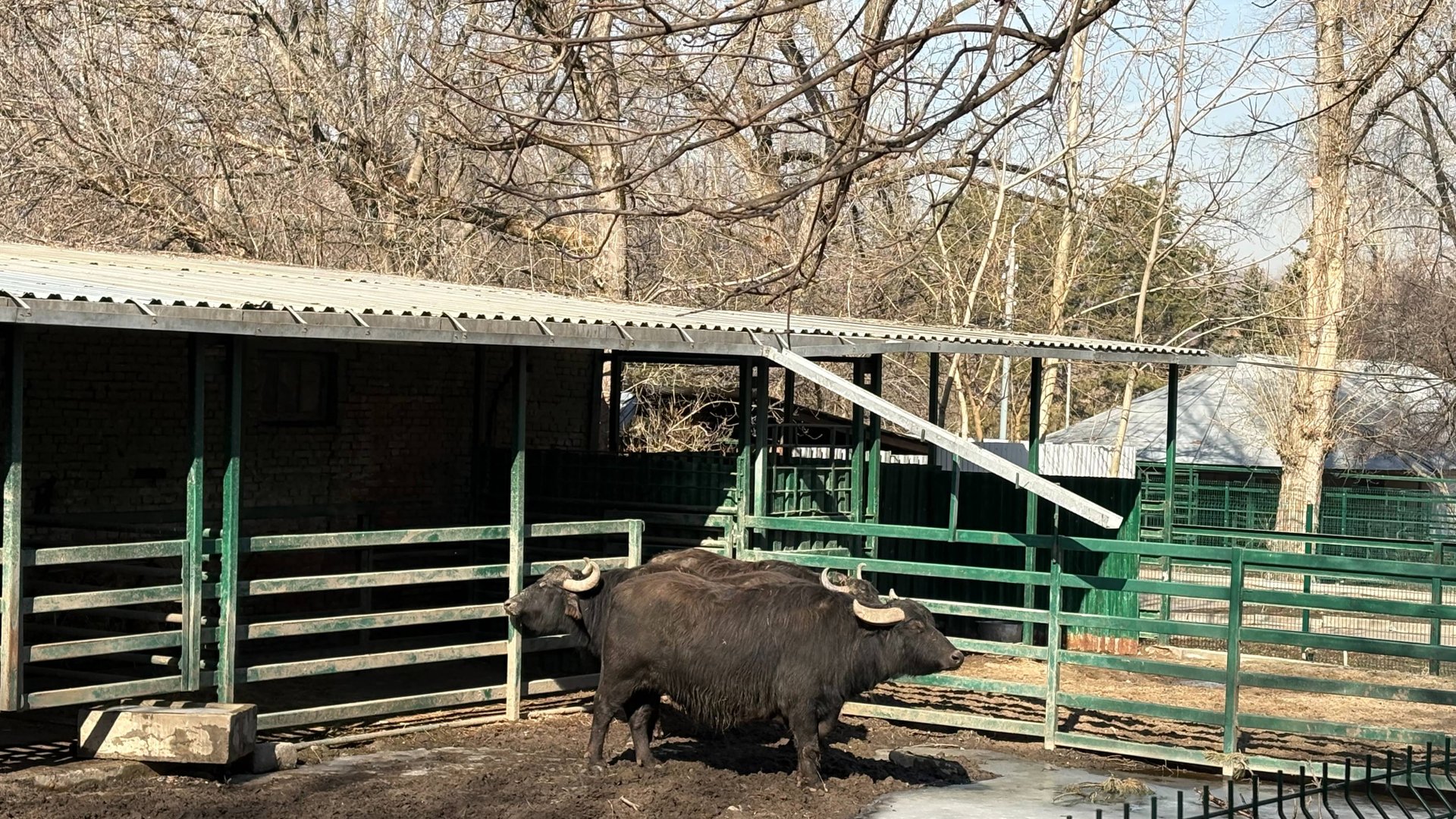 Прогулка по Ростовскому Зоопарку.