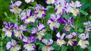 ПОСАДИТЕ ЭТИ ЦВЕТЫ цветущие все лето! 3 неприхотливые многолетники, которые стоит посадить в саду
