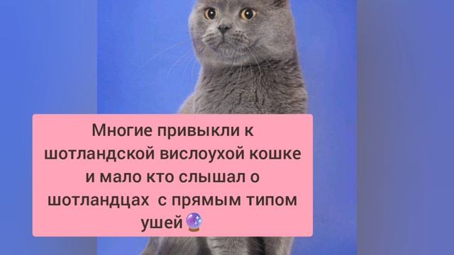 Такая порода кошек 
шотландская  прямоухая ( Скотиш страйт)