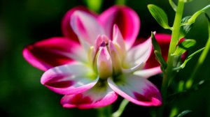 ✨ 432 Гц ЧАРУЮЩАЯ МУЗЫКА ГЛУБОКОГО ИСЦЕЛЕНИЯ 🎵 ПОЧУВСТВУЙТЕ, КАК НАПРЯЖЕНИЕ ТАЕТ...