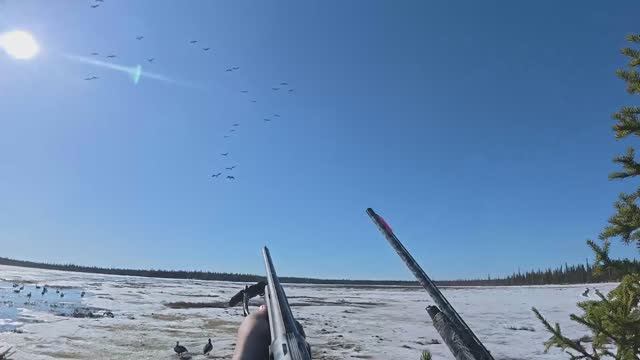 Охота на гуся. Крутые налеты гусей. смотреть онлайн
