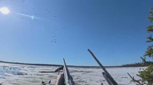 Охота на гуся. Крутые налеты гусей.