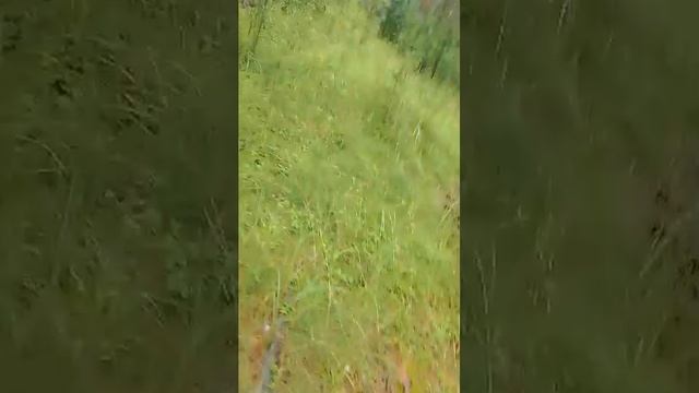 прогулка, общение, прямая трансляция👌 смотреть онлайн