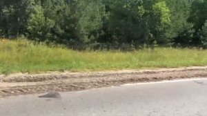 Мопеды сериал | Серия 1241