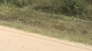 Мопеды сериал | Серия 1219