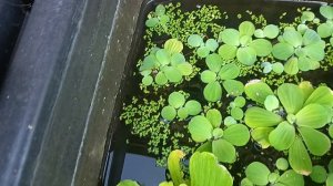 Краткая экскурсия (ответ) - как, где, в чем, зачем, выращиваются дафния, лягушки, жабы, тритоны