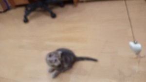 Котализатор