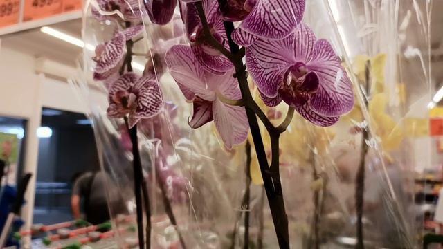 Поездка в магазин "ДА" за продуктами.Розы. Орхидеи. смотреть онлайн