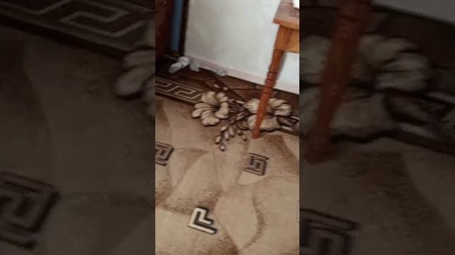 снова проверка ветрозащита. смотреть онлайн
