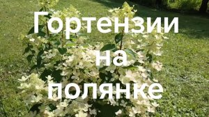 Гортензии на полянке или в гостях у Бабы Яги)